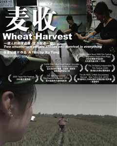 麦收