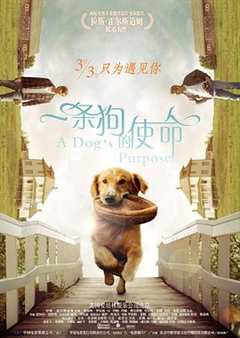 一条狗的使命国语
